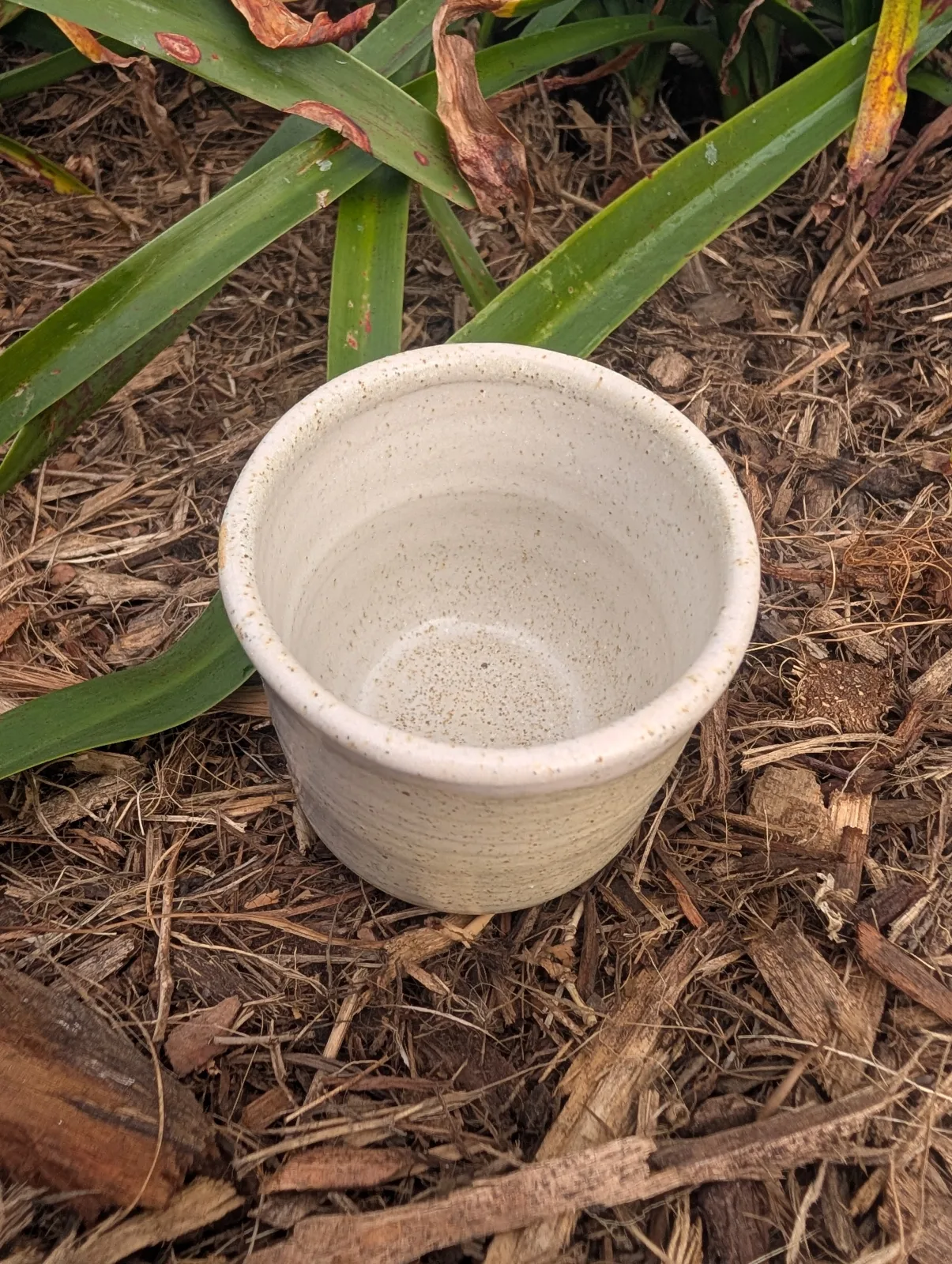 Vanilla Bean — view 2