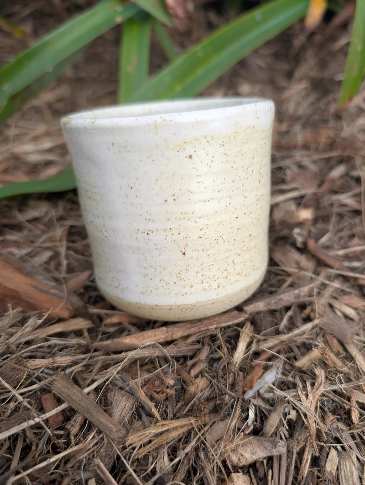 Vanilla Bean