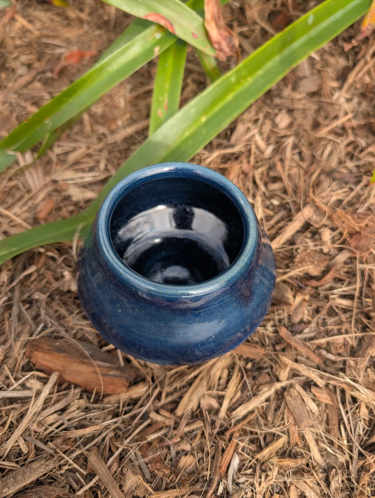 Blueberry — view 2