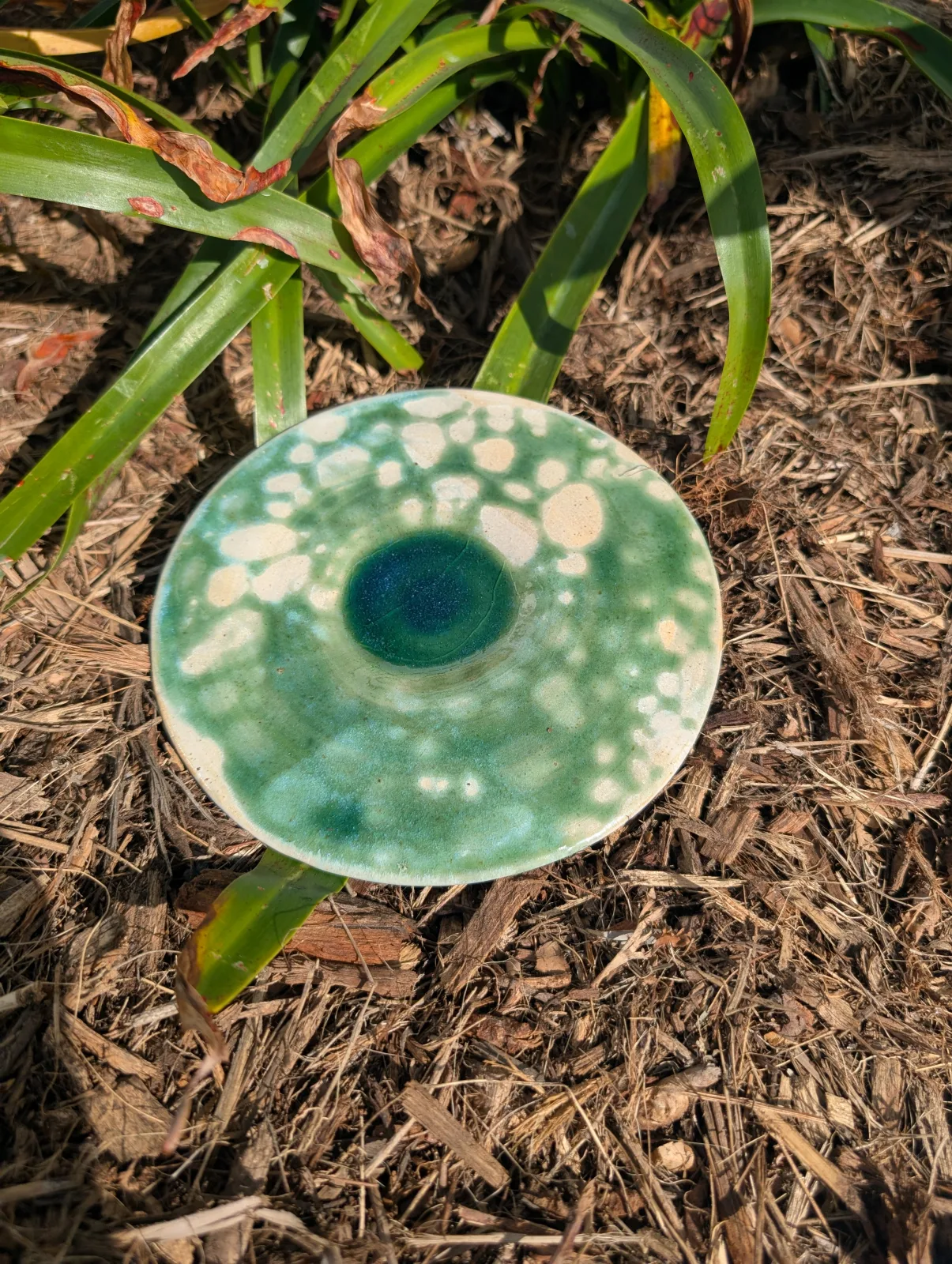 Lily Pond